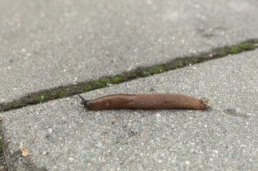 A slug, or a snail without a shell, crawls along the path