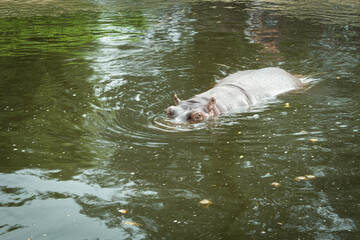 A wild and aggressive hippopotamus is swimming in the water