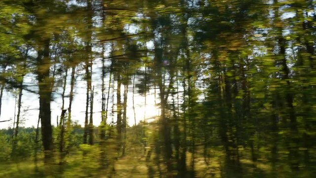 Dark silhouettes of evening old tall trees passing by fast as seen from driving car. Soft gold sunset sunlight in background