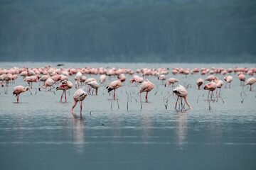 pink flamingos and pink pelicans on a blue lake against the sky in the national park