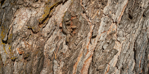 Maple tree bark texture in natural sunlight.