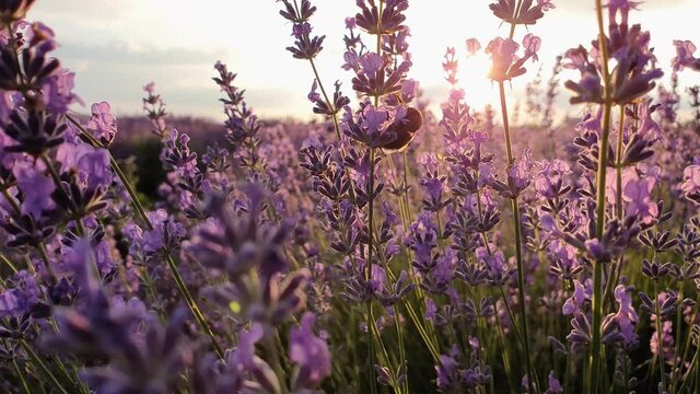 Close up view of diligent bumblebee collecting pollen in a blooming lavender field. Honey bee pollinates beautiful purple flowers at sunset. Fragrant lavandula plants blossoms in the meadow