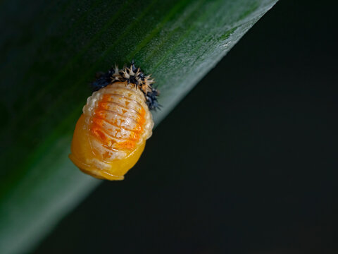 Ladybug larva, Larve des asiatischen Marienkäfers (Harmonia axyridis)