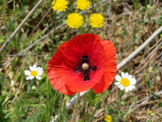poppy flower red natural beauty wild petal color