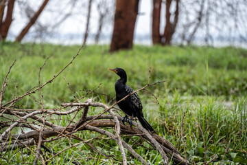 beautiful and unusual birds of Africa in natural conditions