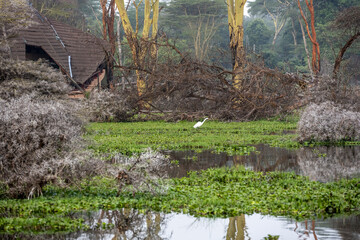 beautiful and unusual birds of Africa in natural conditions