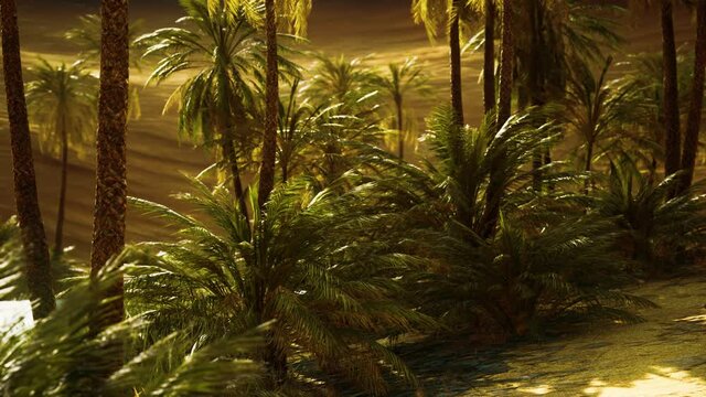 Oasis in hot Sahara Desert