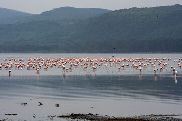 Fototapeta na wymiar pink flamingos and pink pelicans on a blue lake against the sky in the national park 