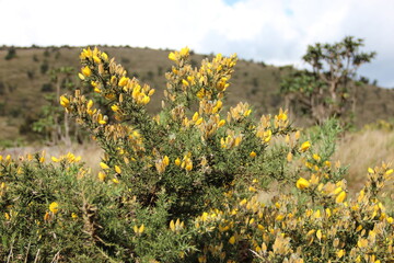 Obraz premium field of yellow flowers