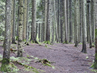 path in the forest