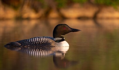 A common loon at sunrise 