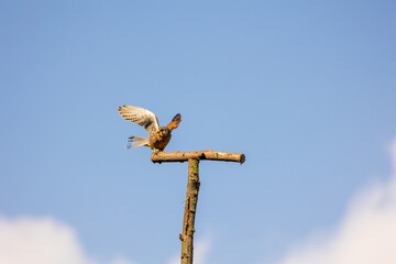 Common Kestrel landing on wooden pole with blue sky background