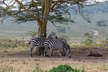 funny zebras on a green meadow eating grass and playing with each other 