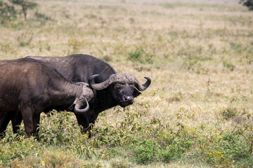 brown large buffaloes rest by the water and graze in the meadow 