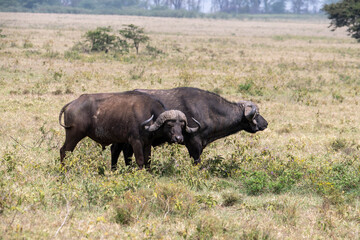 brown large buffaloes rest by the water and graze in the meadow 