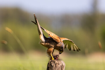 Common kestrel eating prey on pole with wings spread