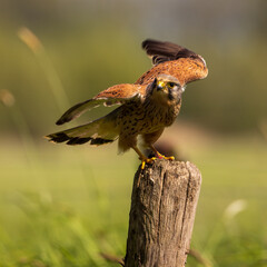 Common kestrel taking off from pole in grassland