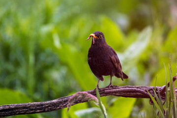 Common blackbird on tree branch with green background