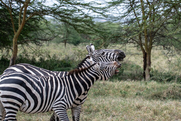 funny zebras on a green meadow eating grass and playing with each other 