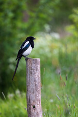 Portrait view of magpie sitting in wooden pole in forest area
