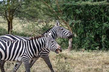Fototapeta na wymiar funny zebras on a green meadow eating grass and playing with each other 