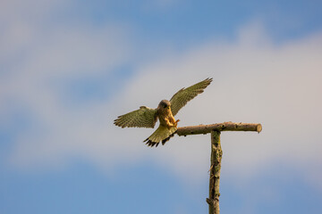 Blue sky with clouds and common Kestrel landing on wooden pole