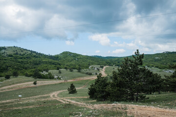 Crimean pines, curved by the wind, on a sunny rock. In the distance mountains covered with forests,...