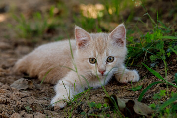 Litte kittens playing and learning to hunt.