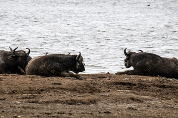 brown large buffaloes rest by the water and graze in the meadow 