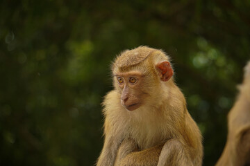 Sad lonely monkey on the hill, monkey hill in Phuket