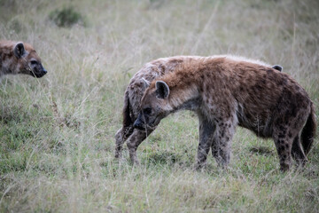 red hyenas prepare for an evening hunt in the bush 