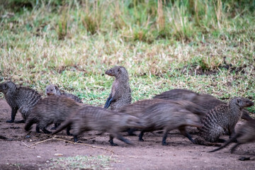 gray mongooses migrate in a large family through the forest 