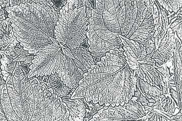 Natural texture of the foliage of plants. Monochrome gray-white background of the tops of herbs with pointed leaves close-up. Overlay template. Vector illustration