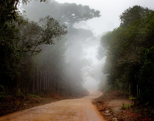 Fototapeta na wymiar Landscape of rainforest in the Atlantic forest and cold with a lot of fog between the trees. Araucaria angustifolia, Paraná pine, Prudentópolis