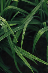 Green leaves of daylily in the morning dew. Low key. Water drops. Nature, minimalism, macro photography.