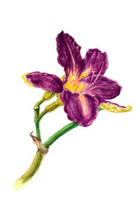 Isolate. Hand drawing aquarelle: on a white background two-color flower daylily (hemerocallis, lilium, liliaceae). Bright purple violet and yellow in the bud of the garden plant. Botanical watercolor.