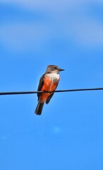 bird on a wire, Pyrocephalus rubinus