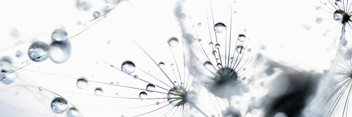 Macro nature. Beautiful dew drops on dandelion seed macro. Beautiful soft background. Water drops...
