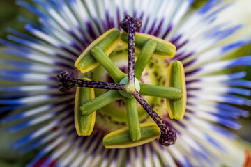 macro of a purple and white flower