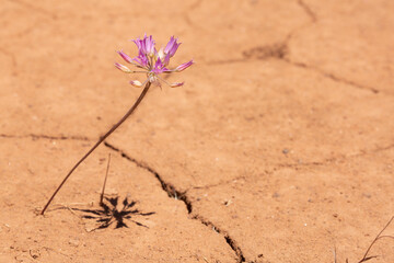 A wild twincrest onion grows from dry cracked soil under the hot sun in the desert of Southern Utah. 