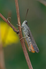 Woodland grasshopper (Omocestus rufipes)