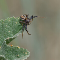 Crab spider (Xysticus sp.) on a leaf
