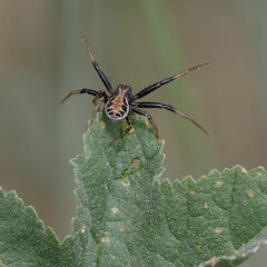 Crab spider (Xysticus sp.) on a leaf