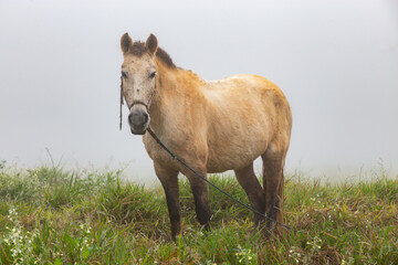 Fototapeta premium Dirty white horse from ground, isolated on grass with intense fog. selective focus