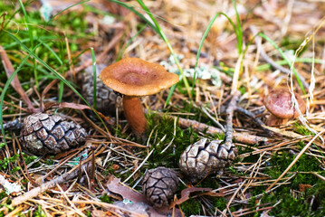Forest mushrooms with pine cones in the grass