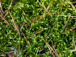 Green moss with faded pine needles, close-up
