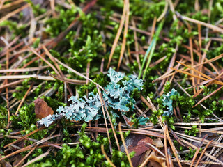 Lichen on a moss with faded pine needles, close-up