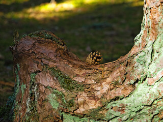 Pine cone on a curved pine tree trunk 