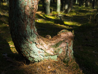 Pine cone on a curved pine tree trunk