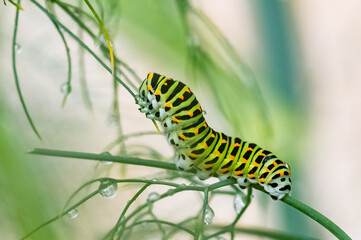 Caterpillar of an old world swallowtail, drinking water after the rain
